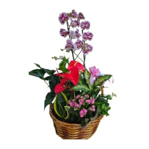 Cesto de Plantas Natalya