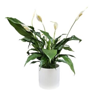 Planta Lírio da Paz