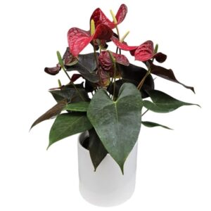 Planta Antúrio Vermelho